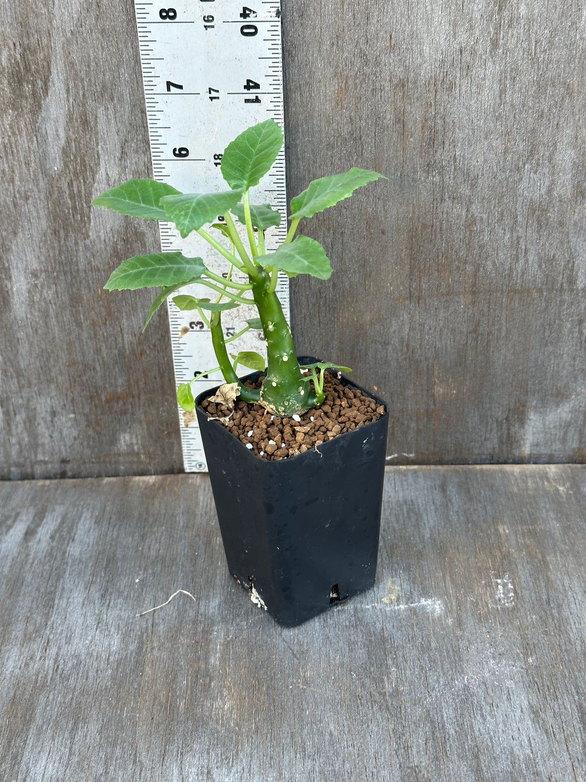 Dorstenia Hardwoodii x Foetida Hybrid
