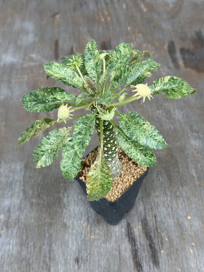 Dorstenia Hardwoodii x Foetida Hybrid Variegated 803WEB012