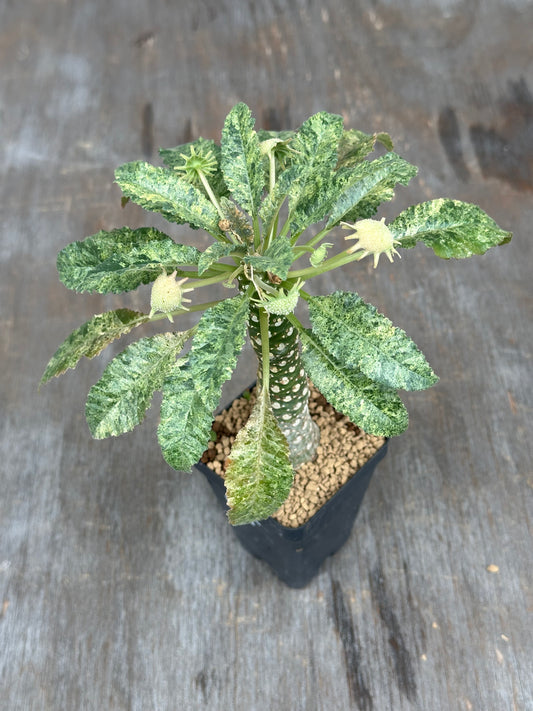 Dorstenia Hardwoodii x Foetida Hybrid Variegated 803WEB012