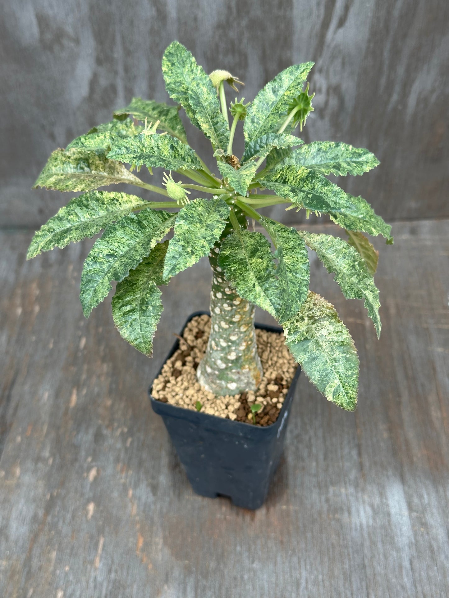 Dorstenia Hardwoodii x Foetida Hybrid Variegated 803WEB012