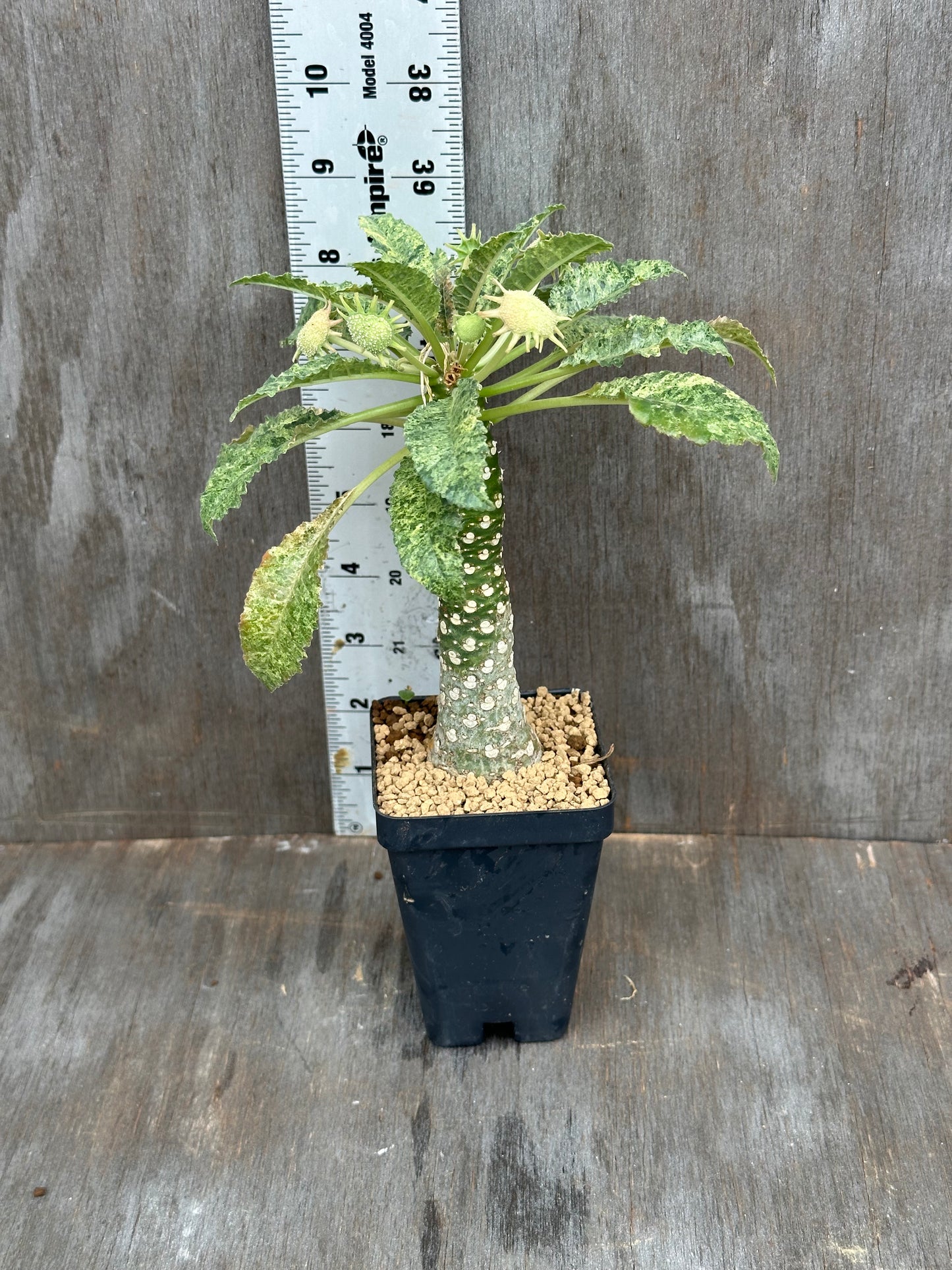 Dorstenia Hardwoodii x Foetida Hybrid Variegated 803WEB012