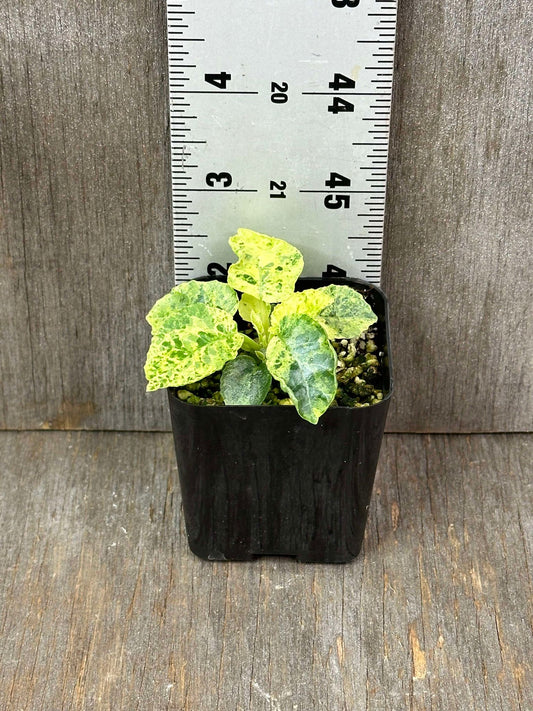 Dorstenia Horwoodii x Foetida Variegated (Seedling) in a pot with textured, crinkled leaves and a thick conical caudex, accompanied by a white ruler for size reference.