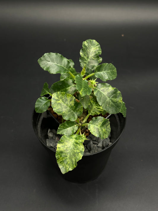 Dorstenia Hordwoodii x Foetida Hybrid (130W048) in a black pot, showcasing variegated, fleshy leaves with wavy edges, planted in a rocky medium.