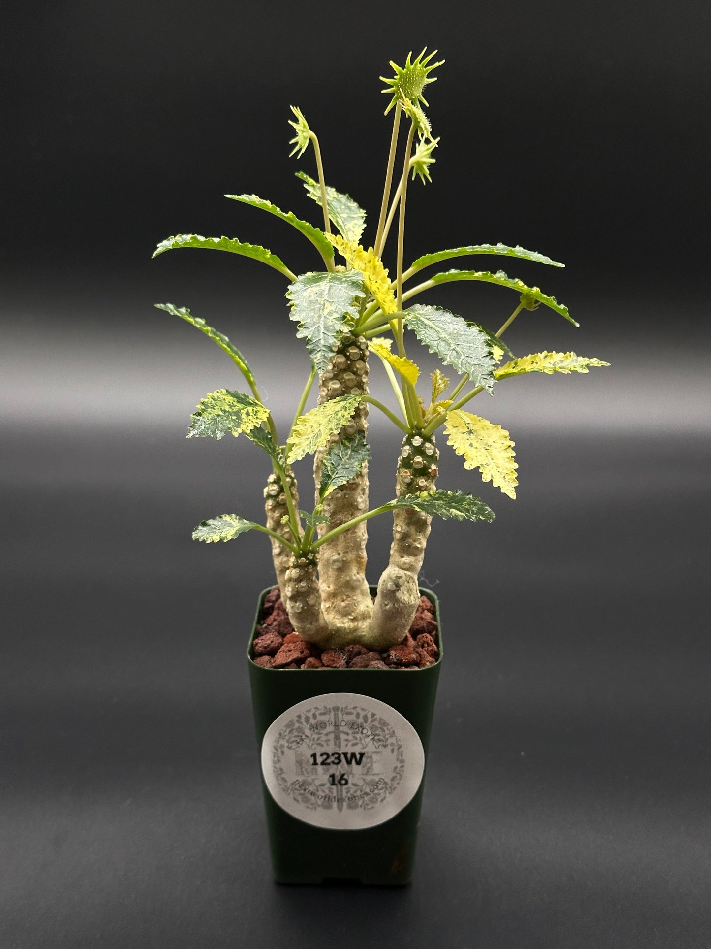 Dorstenia Horwoodii x Foetida Variegated (123W16) in a small pot, featuring textured, crinkled leaves and a thick, conical caudex with intricate star-shaped inflorescences.