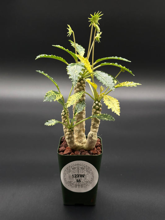 Dorstenia Horwoodii x Foetida Variegated (123W16) in a small pot, featuring textured, crinkled leaves and a thick, conical caudex with intricate star-shaped inflorescences.
