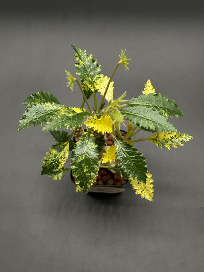 Dorstenia Horwoodii x Foetida Variegated (123W16) in a 2.25-inch pot, showcasing textured, crinkled leaves and compact, succulent form.