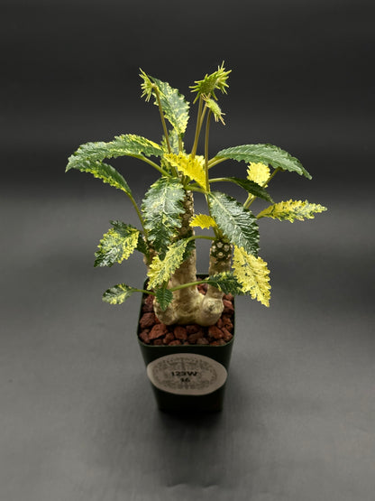 Dorstenia Horwoodii x Foetida Variegated in a 2.25-inch pot, showcasing textured, crinkled leaves and a compact, succulent form with distinct star-shaped inflorescences.