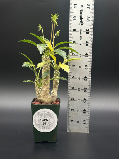 Dorstenia Horwoodii x Foetida Variegated (123W16) in a 2.25-inch pot, showcasing its textured, crinkled leaves with a ruler for size reference.