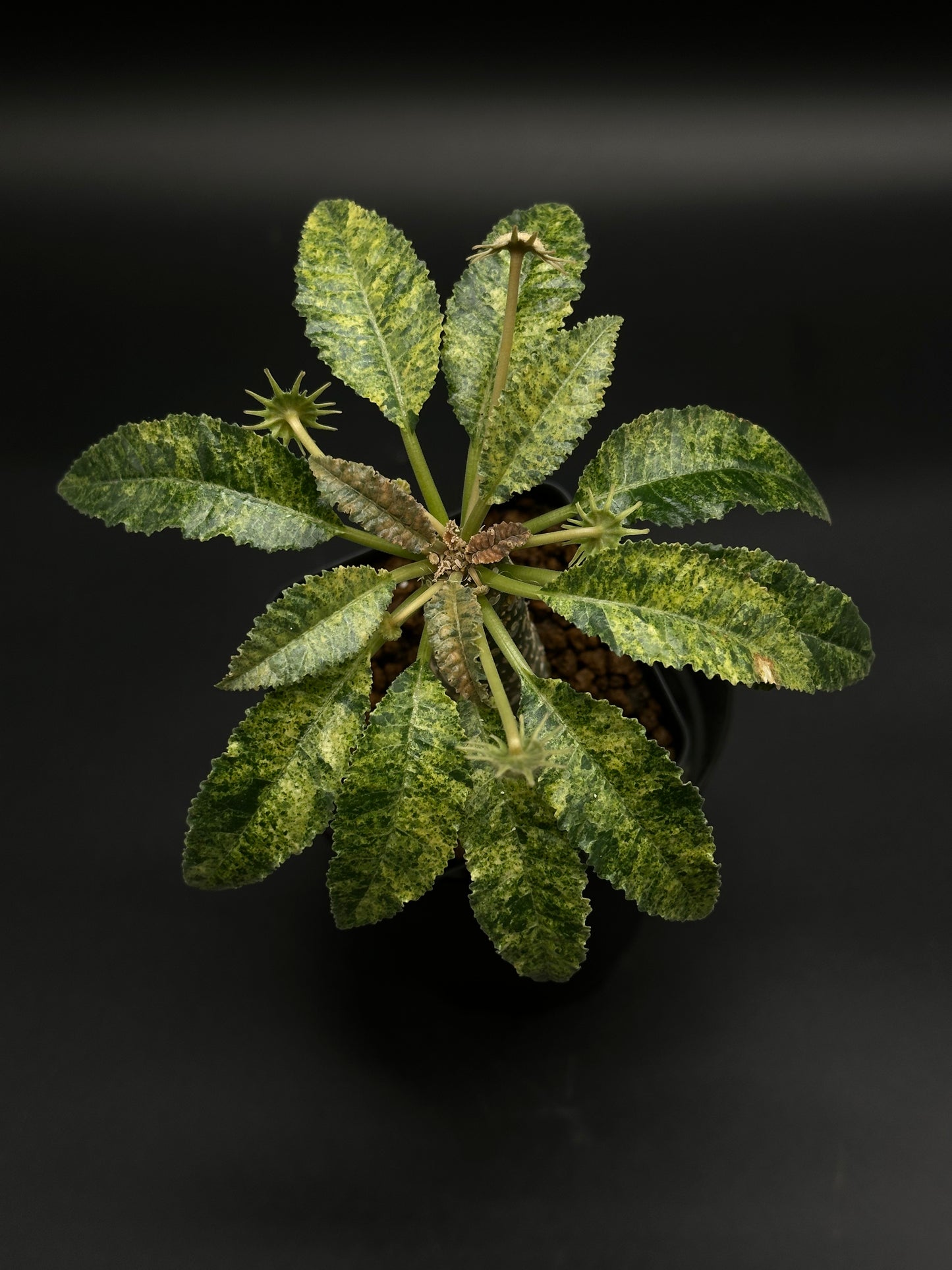 Dorstenia Horwoodii x Foetida Variegated in a 2.25-inch pot, featuring a thick caudex and variegated, serrated leaves with star-shaped scars.