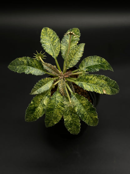 Dorstenia Horwoodii x Foetida Variegated in a 2.25-inch pot, featuring a thick caudex and variegated, serrated leaves with star-shaped scars.