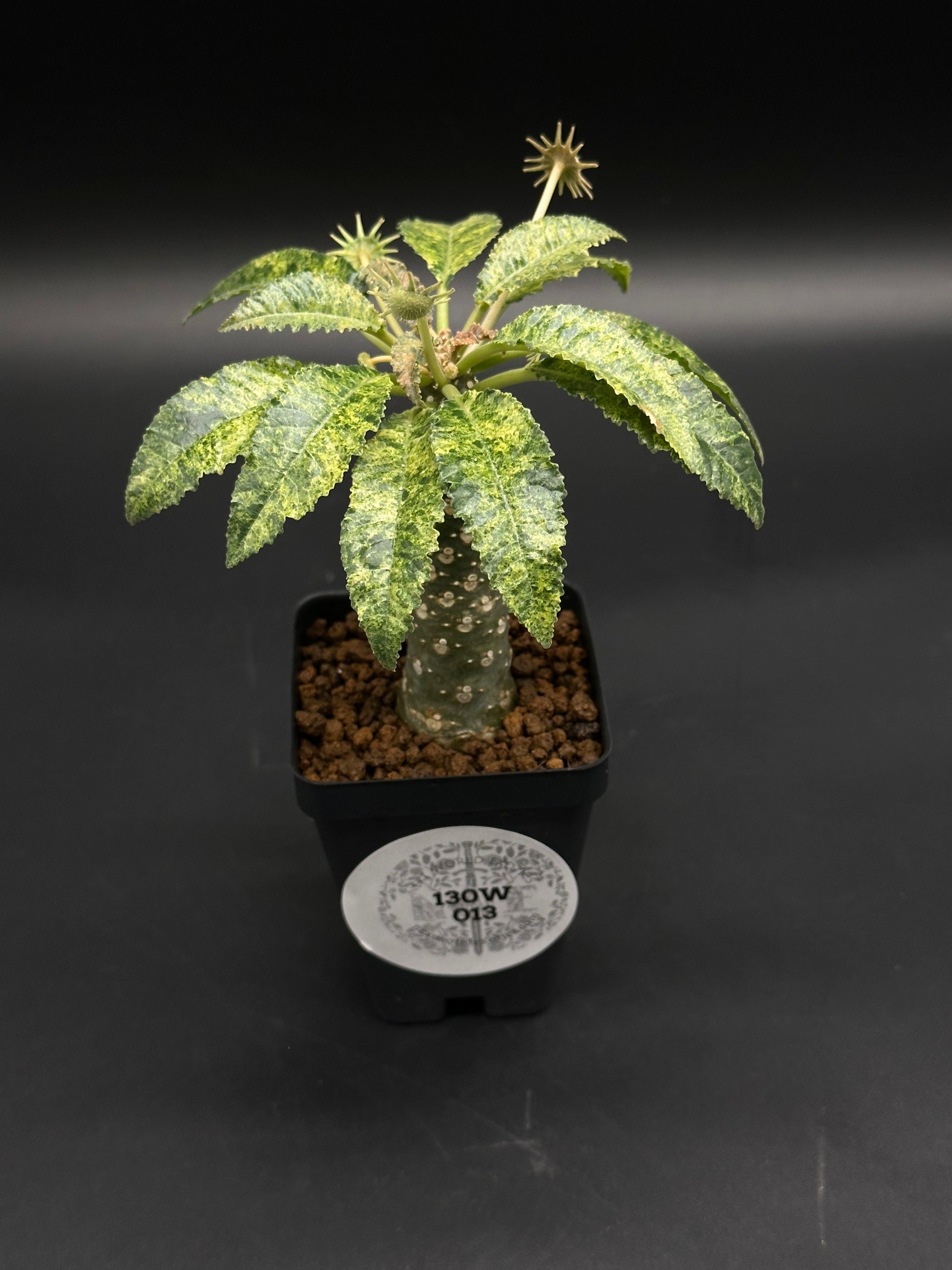 Dorstenia Horwoodii x Foetida Variegated in a black pot, showcasing a thick trunk, variegated leaves, and spiky seedpods, labeled 130W 013.