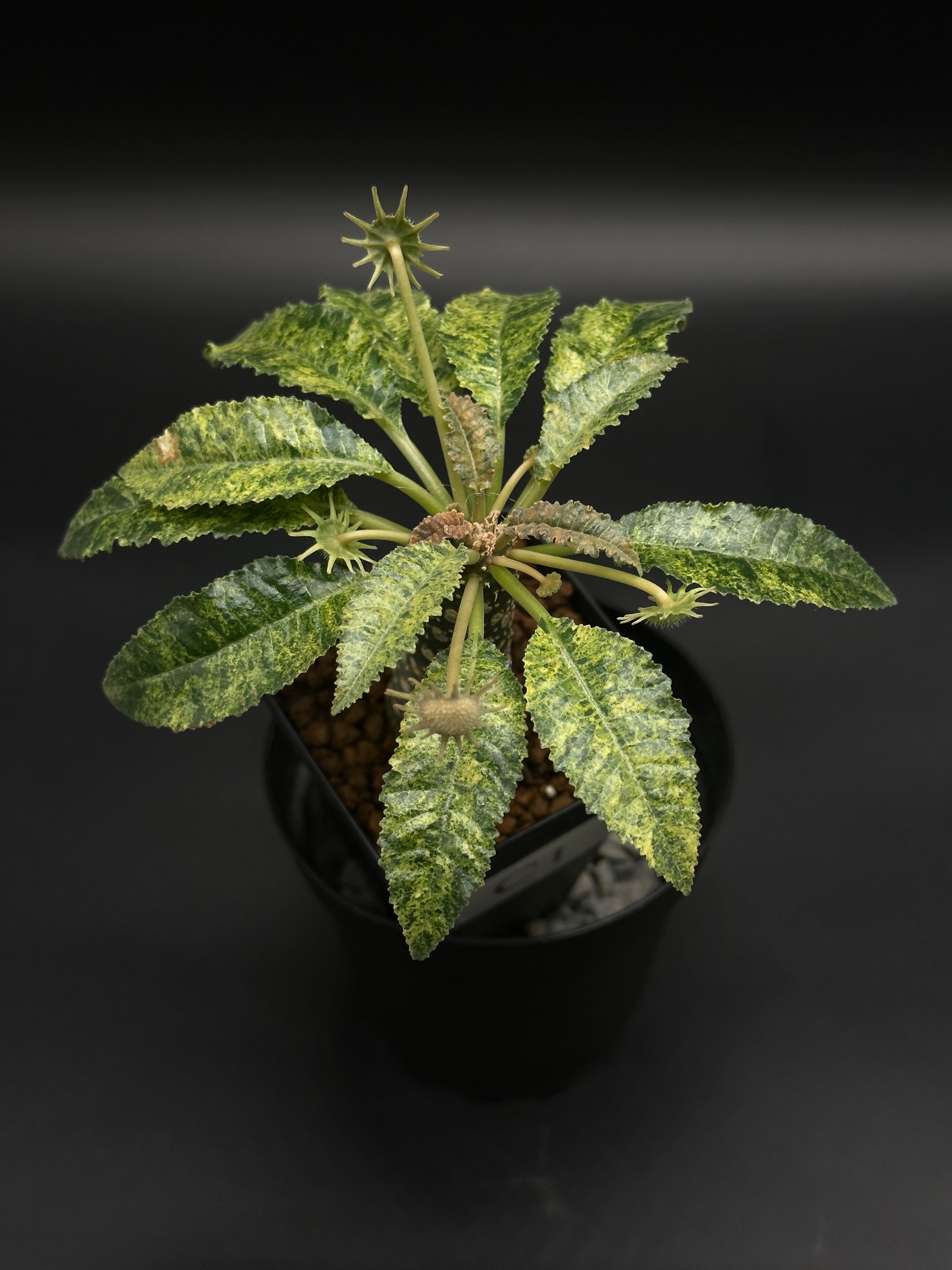 Dorstenia Horwoodii x Foetida Variegated in a black pot, featuring a central caudex, serrated mottled leaves, and small starburst-shaped seedpods.