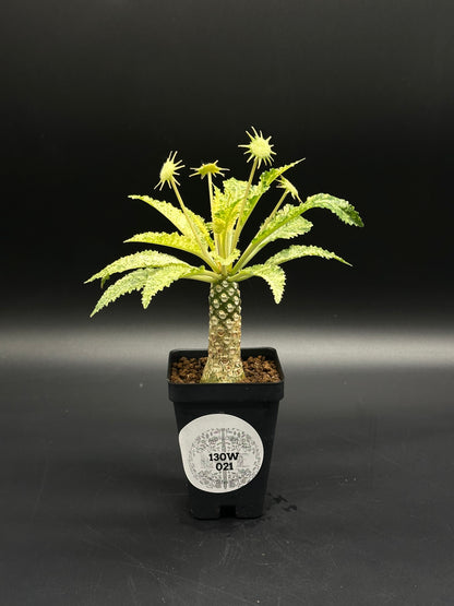 Dorstenia Horwoodii x Foetida Variegated (130W021) in black pot, features knobbly trunk, serrated leaves, and starburst flower heads, set against a plain background.