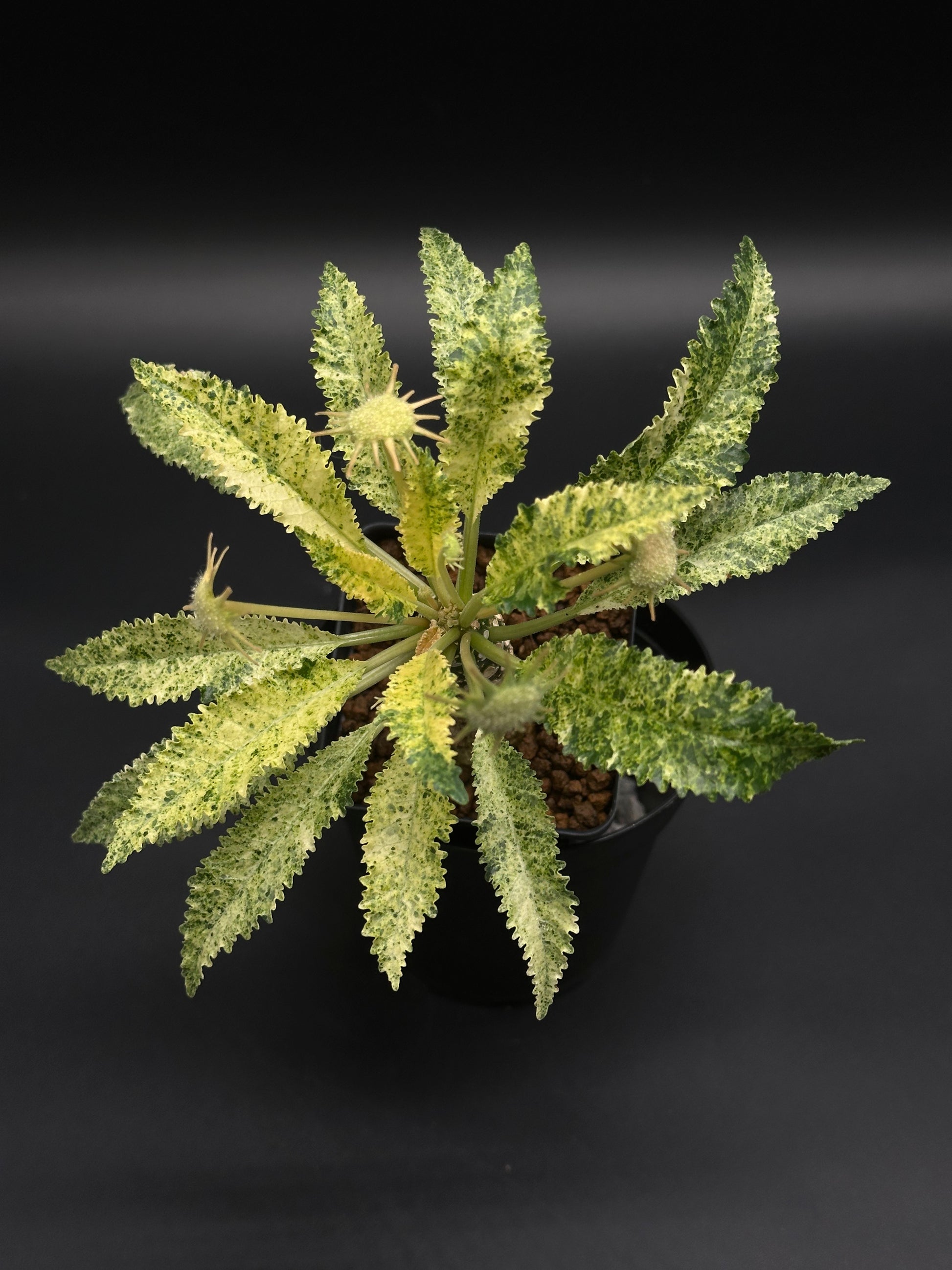 Dorstenia Horwoodii x Foetida Variegated (130W021) in a pot, showcasing rosette-like serrated leaves with yellow-green mosaic variegation and small spiky flower buds.