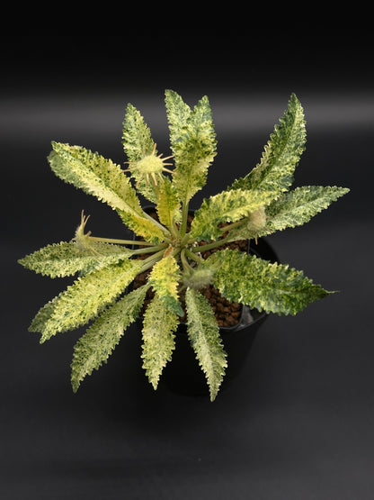 Dorstenia Horwoodii x Foetida Variegated (130W021) in a pot, showcasing rosette-like serrated leaves with yellow-green mosaic variegation and small spiky flower buds.