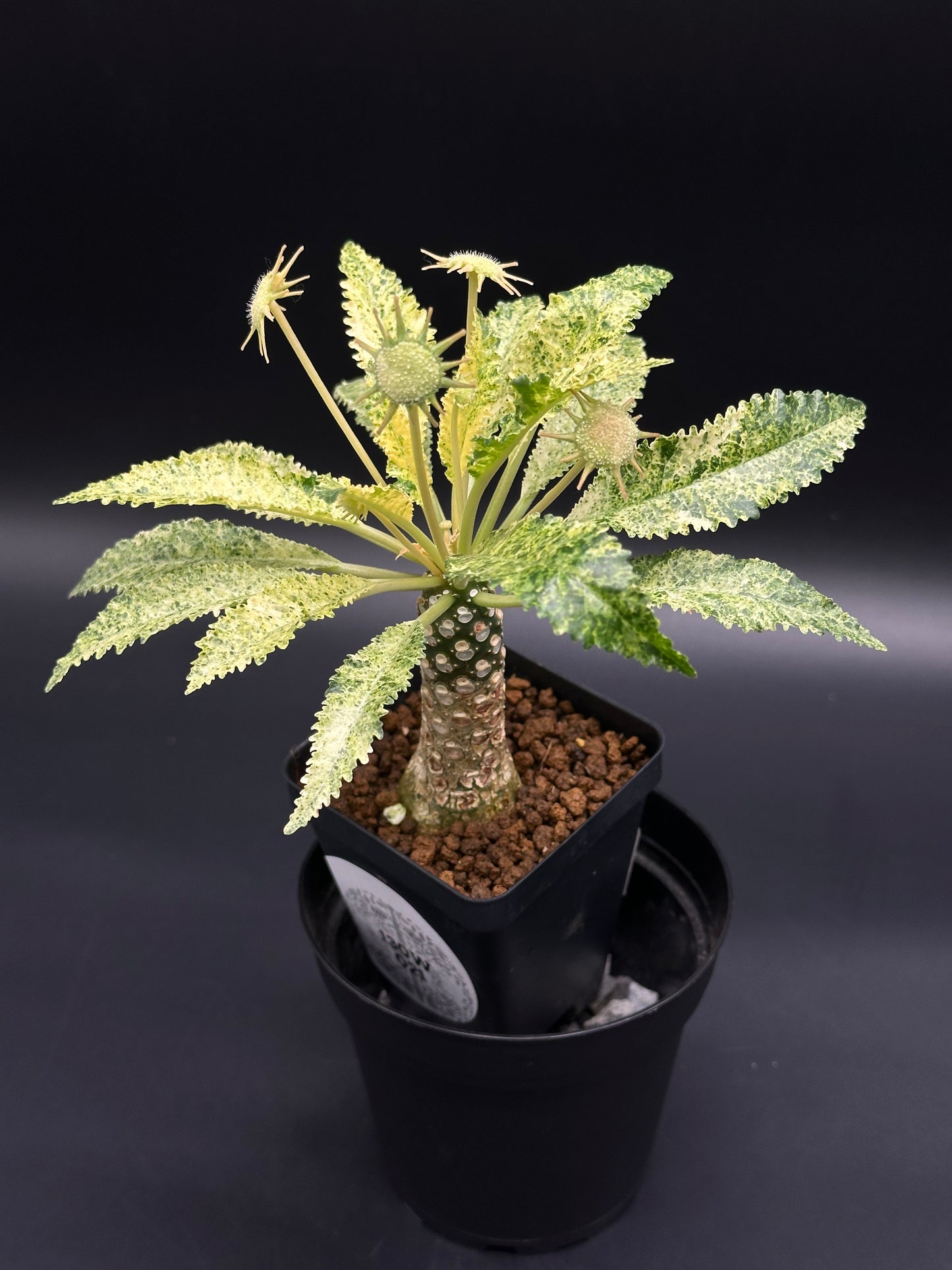 Dorstenia Horwoodii x Foetida Variegated (130W021) features a knobbly caudex, serrated variegated leaves, and spiky flower heads in a 2.25-inch black pot.