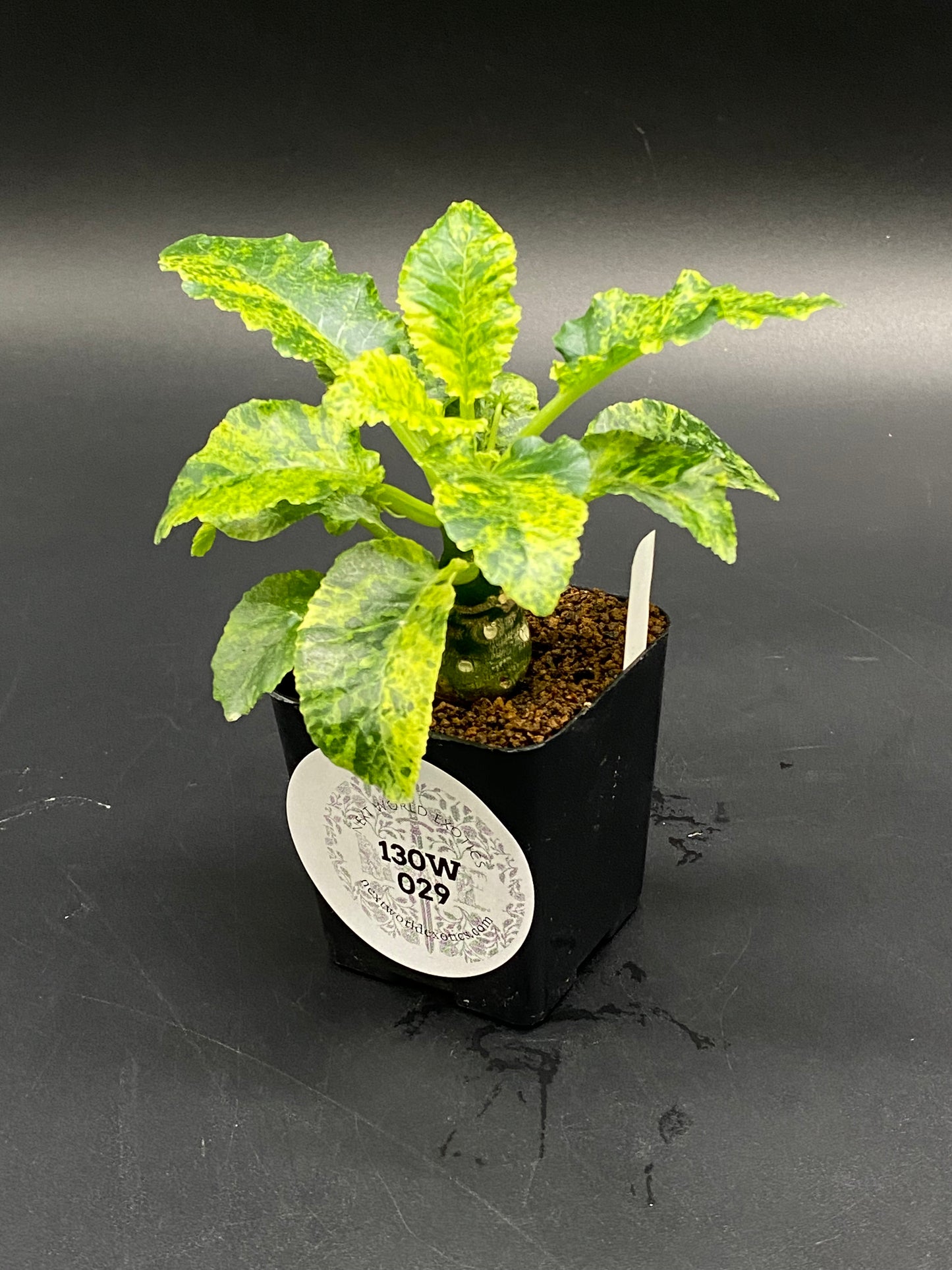 Dorstenia Horwoodii x Foetida Variegated (130W029): Compact plant with a spherical caudex, variegated green-yellow wavy leaves, in a black pot with ID tag.