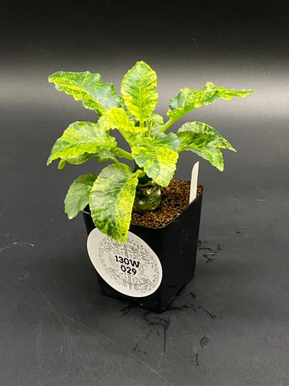 Dorstenia Horwoodii x Foetida Variegated (130W029): Compact plant with a spherical caudex, variegated green-yellow wavy leaves, in a black pot with ID tag.