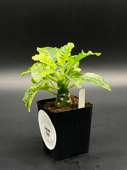 Dorstenia Horwoodii x Foetida Variegated (130W029) in a black nursery pot, showcasing a thick caudex with variegated green-yellow leaves, and a blank plant tag.