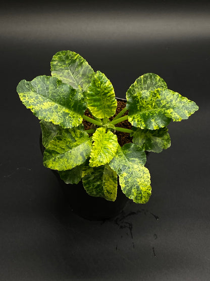 Dorstenia Horwoodii x Foetida Variegated in a 2.25-inch pot, featuring rosette-like, scalloped green leaves with yellow variegation and a gritty potting mix.