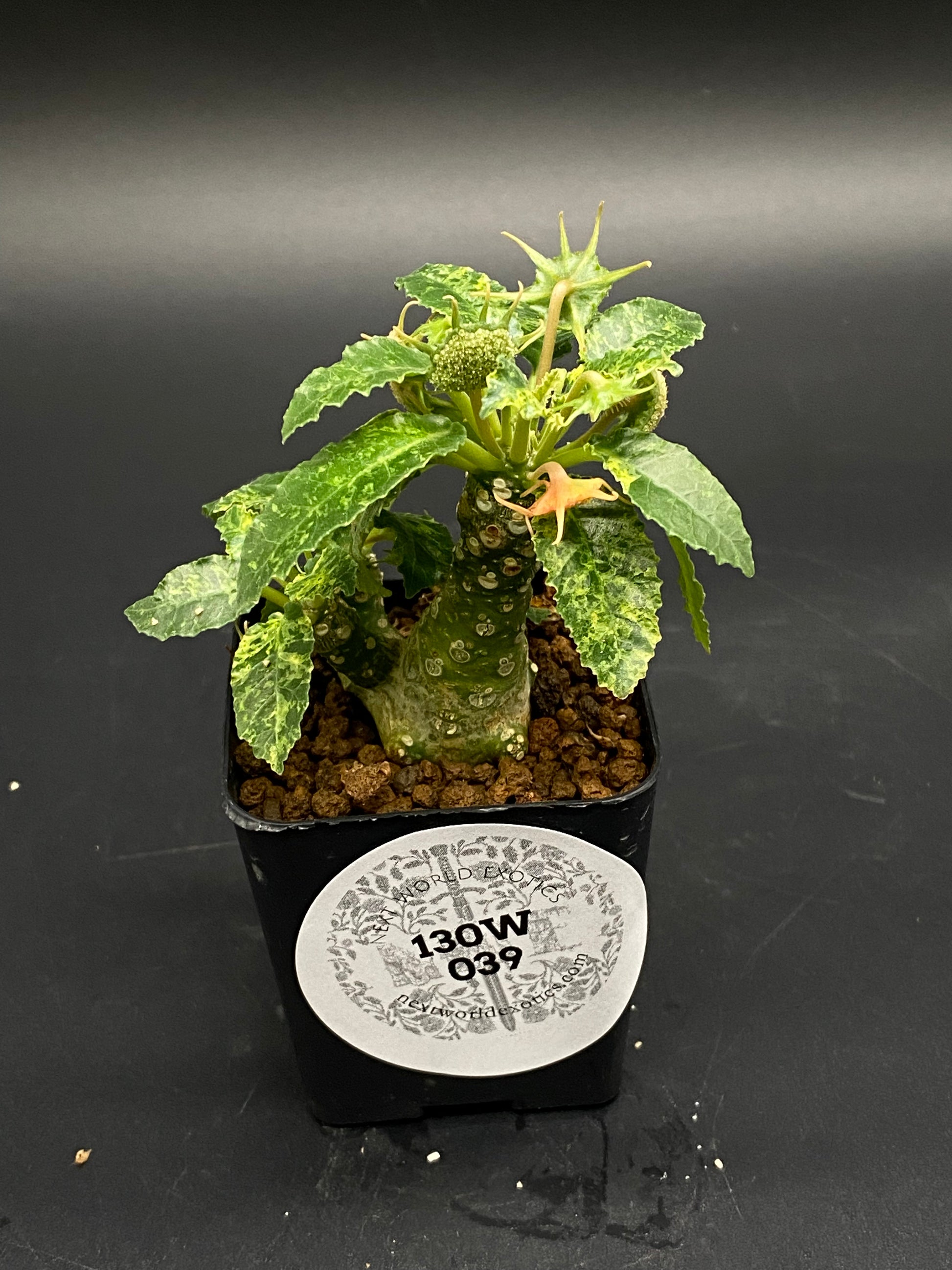 Dorstenia Horwoodii x Foetida Variegated (130W039) – Next Dorstenia Horwoodii x Foetida Variegated (130W039) – Next