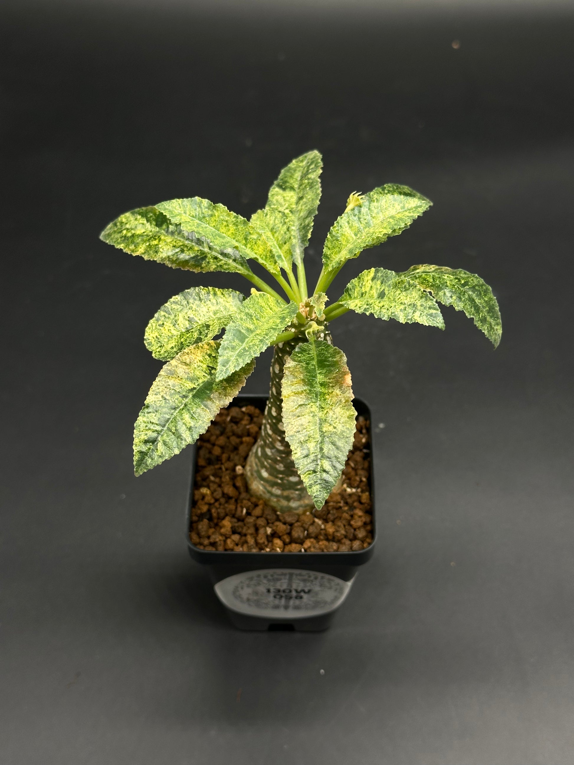 Dorstenia Horwoodii x Foetida Variegated (130W058) – Next Dorstenia Horwoodii x Foetida Variegated (130W058) – Next