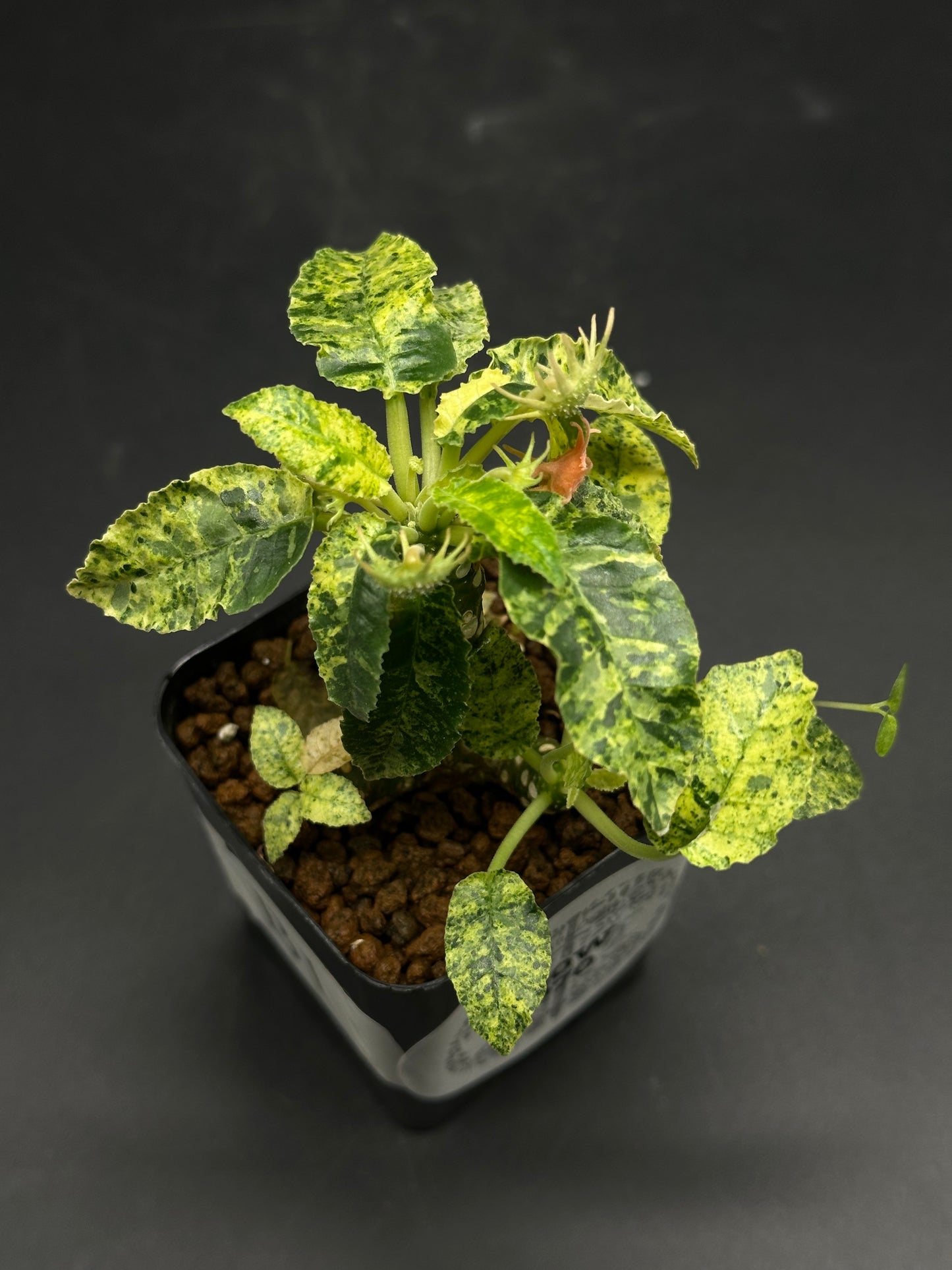 Dorstenia Horwoodii x Foetida Variegated in a 2.25-inch pot, showcasing lime and dark green variegated leaves with tiny flower buds among the foliage.