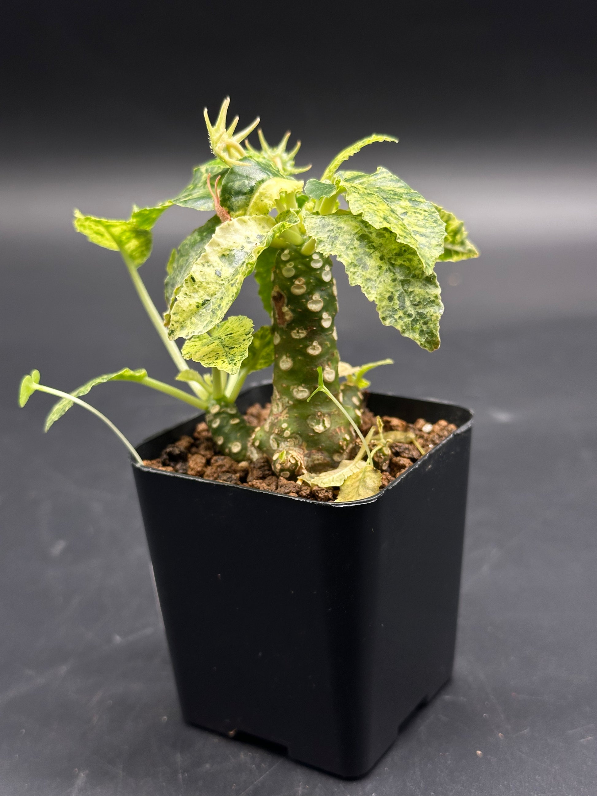 Dorstenia Horwoodii x Foetida Variegated in a 2.25 pot, featuring a thick green stem with lenticels and a rosette of variegated leaves.