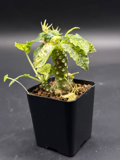 Dorstenia Horwoodii x Foetida Variegated in a 2.25 pot, featuring a thick green stem with lenticels and a rosette of variegated leaves.