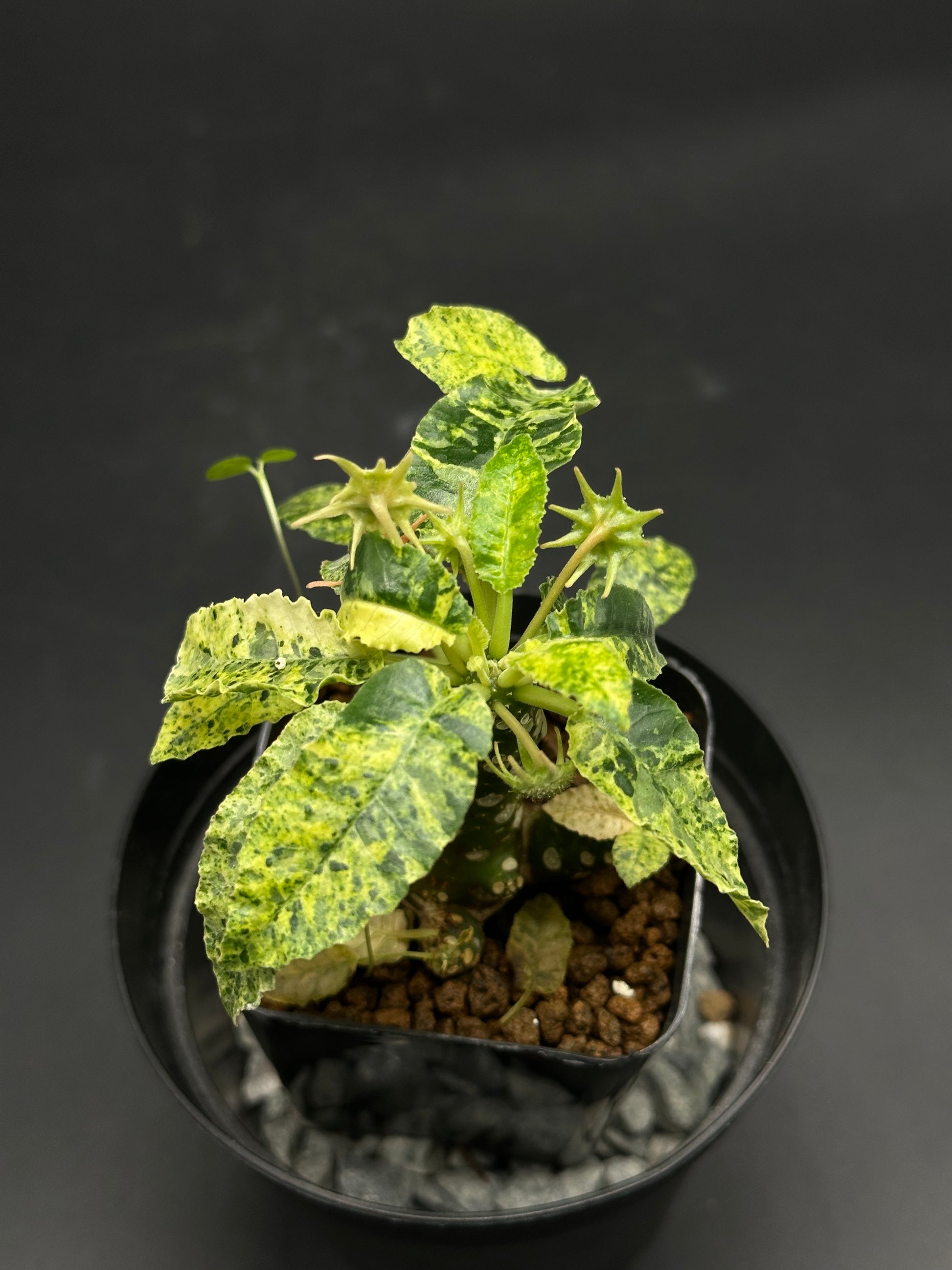 Dorstenia Horwoodii x Foetida Variegated (130W070) in a 2.25-inch pot, showcasing its chunky caudex, mottled leaves, and star-shaped seed-pods.