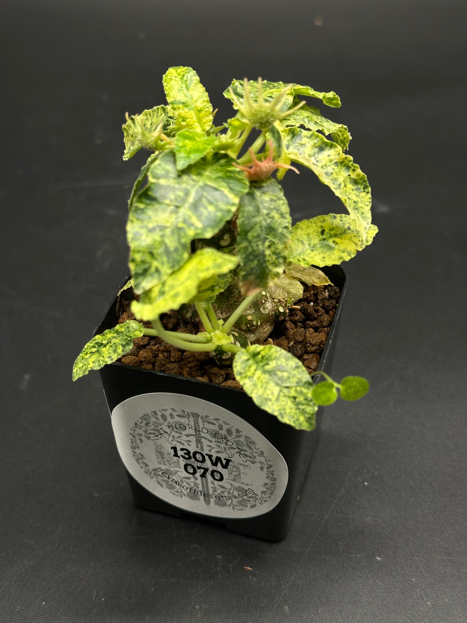 Dorstenia Horwoodii x Foetida Variegated (130W070) in a black nursery pot, showcasing a knobbly caudex with variegated leaves on thin petioles.