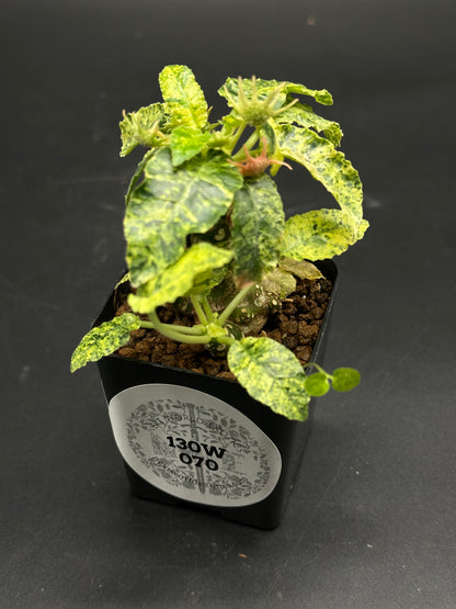 Dorstenia Horwoodii x Foetida Variegated (130W070) in a black nursery pot, showcasing a knobbly caudex with variegated leaves on thin petioles.