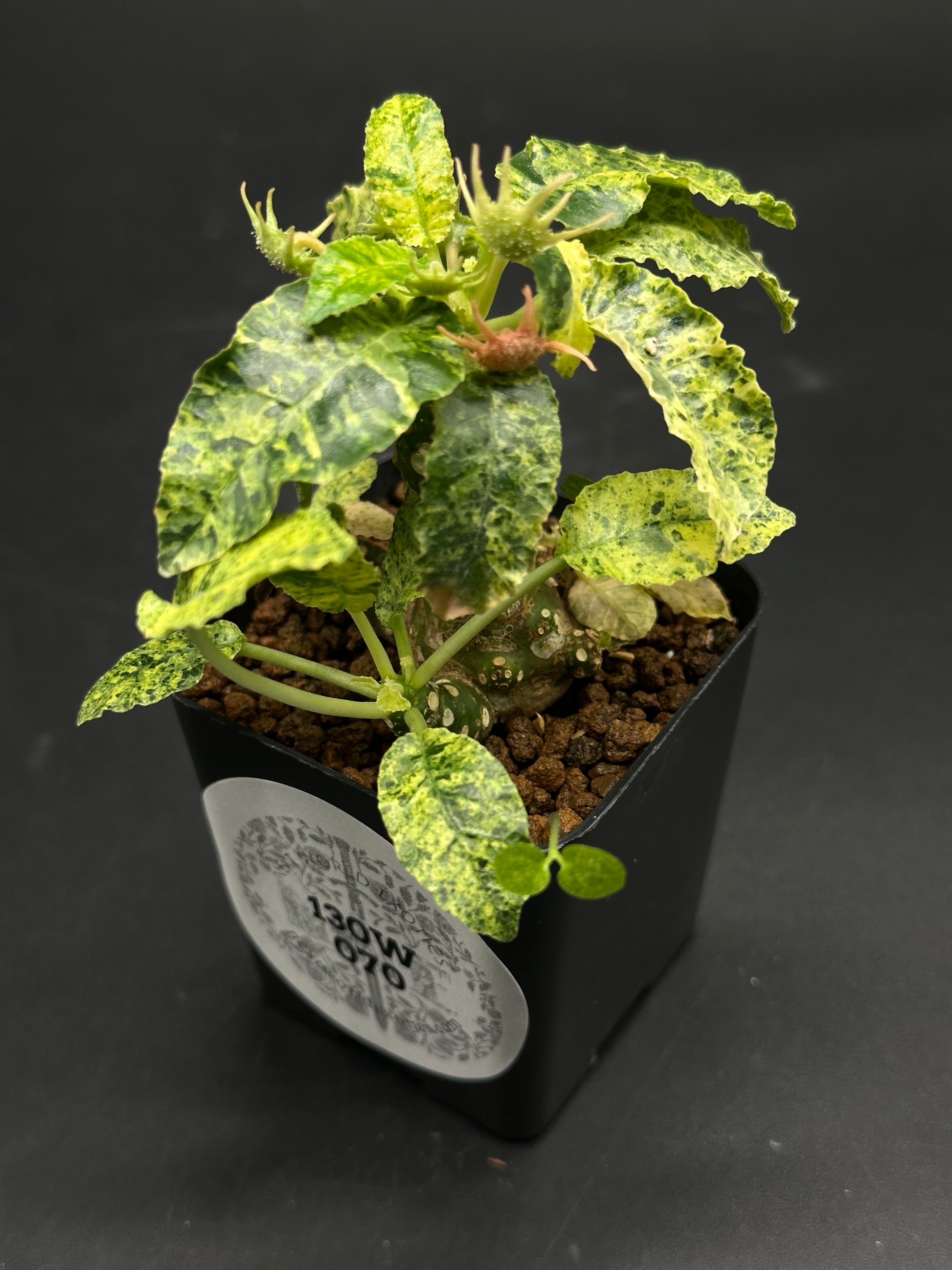 Dorstenia Horwoodii x Foetida Variegated (130W070) in 2.25 pot, featuring a warty caudex and variegated leaves, cultivated in expanded clay or pumice.