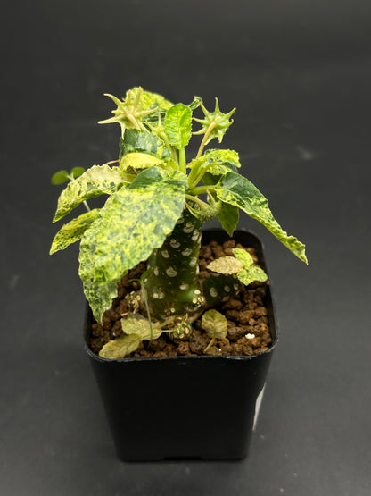 Dorstenia Horwoodii x Foetida Variegated succulent in a black nursery pot, featuring a knobbly stem, variegated leaves, and star-shaped inflorescences, potted in a gritty mix.