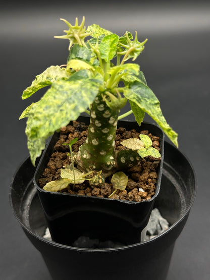 Dorstenia Horwoodii x Foetida Variegated in 2.25-inch pot, featuring a thick green stem with white lenticels, variegated leaves, and star-shaped buds.