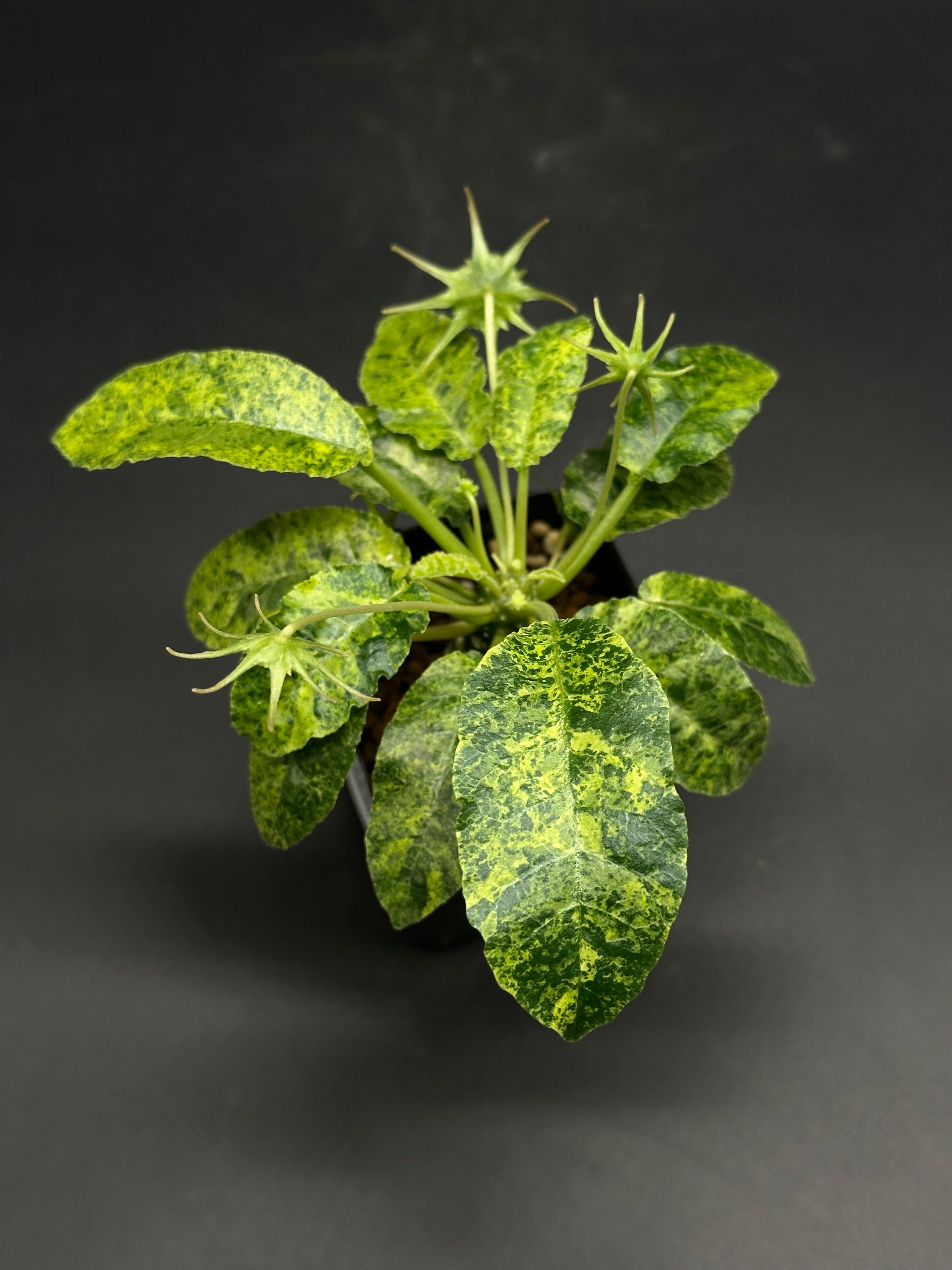 Dorstenia Horwoodii x Foetida Variegated in 2.25-inch pot, displaying oval leaves with yellow-green mottling and starburst-shaped structures, showcasing its unique hybrid features.