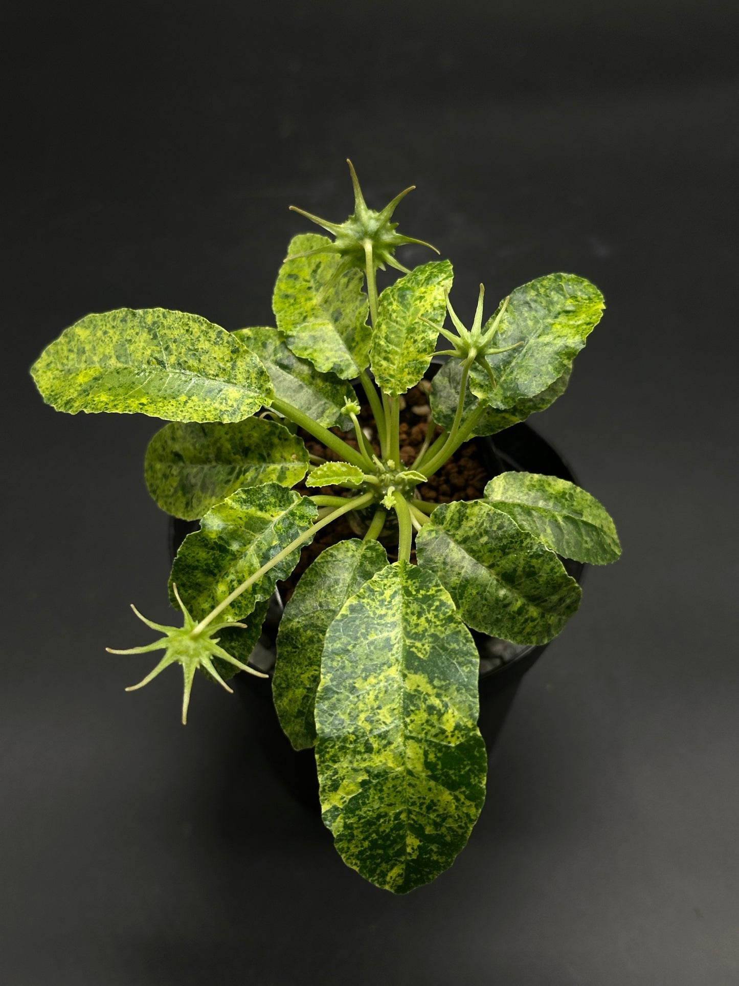 Dorstenia Horwoodii x Foetida Variegated (130W077) houseplant with mottled green-yellow elliptical leaves and star-shaped seed-pods, displayed in a black nursery pot.