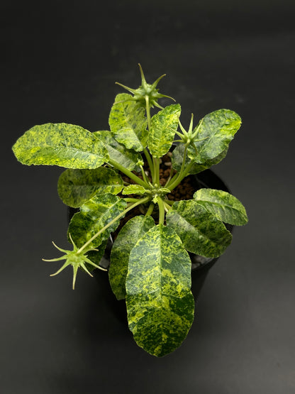 Dorstenia Horwoodii x Foetida Variegated (130W077) houseplant with mottled green-yellow elliptical leaves and star-shaped seed-pods, displayed in a black nursery pot.