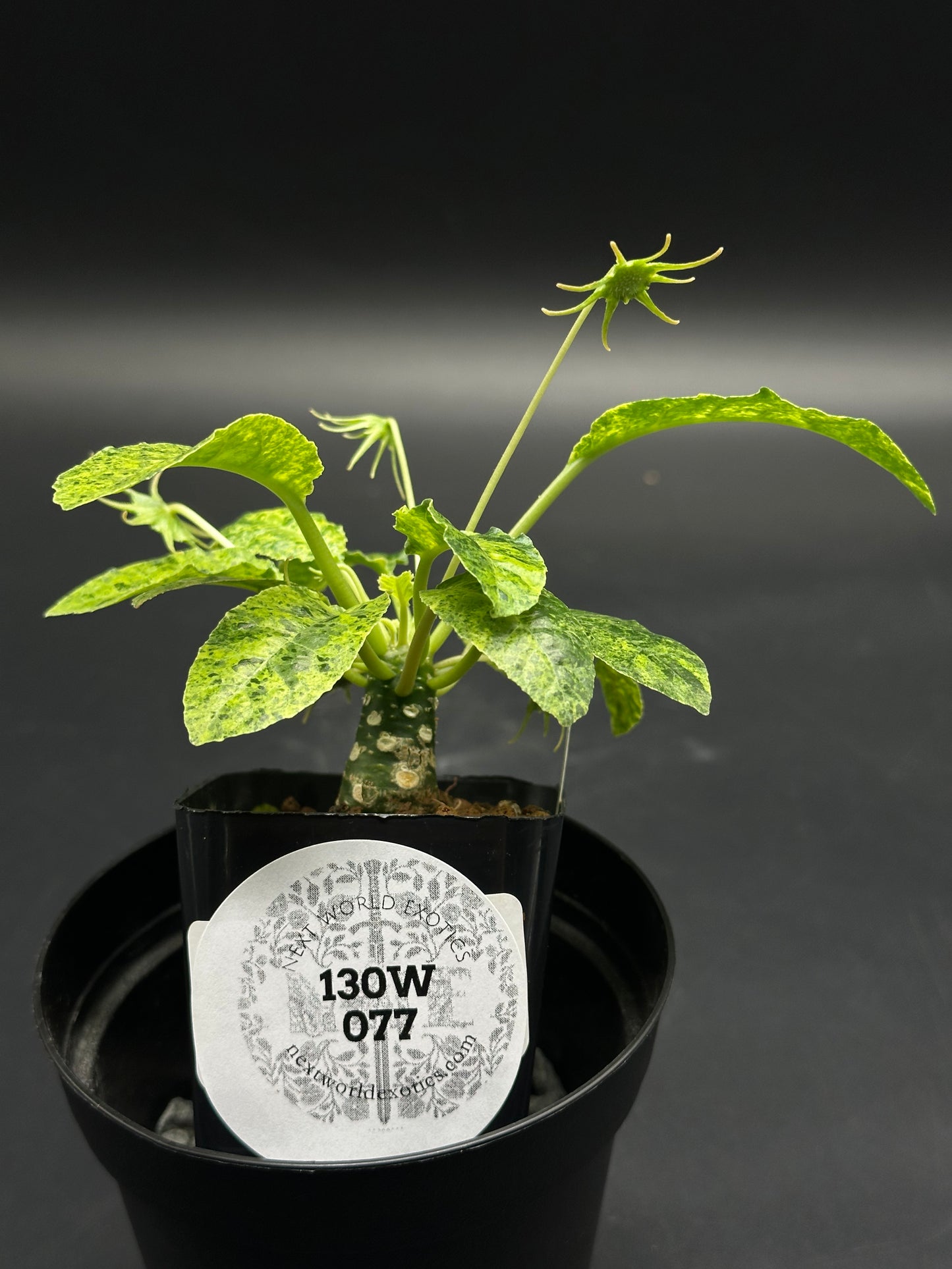 Dorstenia Horwoodii x Foetida Variegated (130W077) in a black pot, displaying a thick caudex, variegated leaves, and a starburst seed pod.