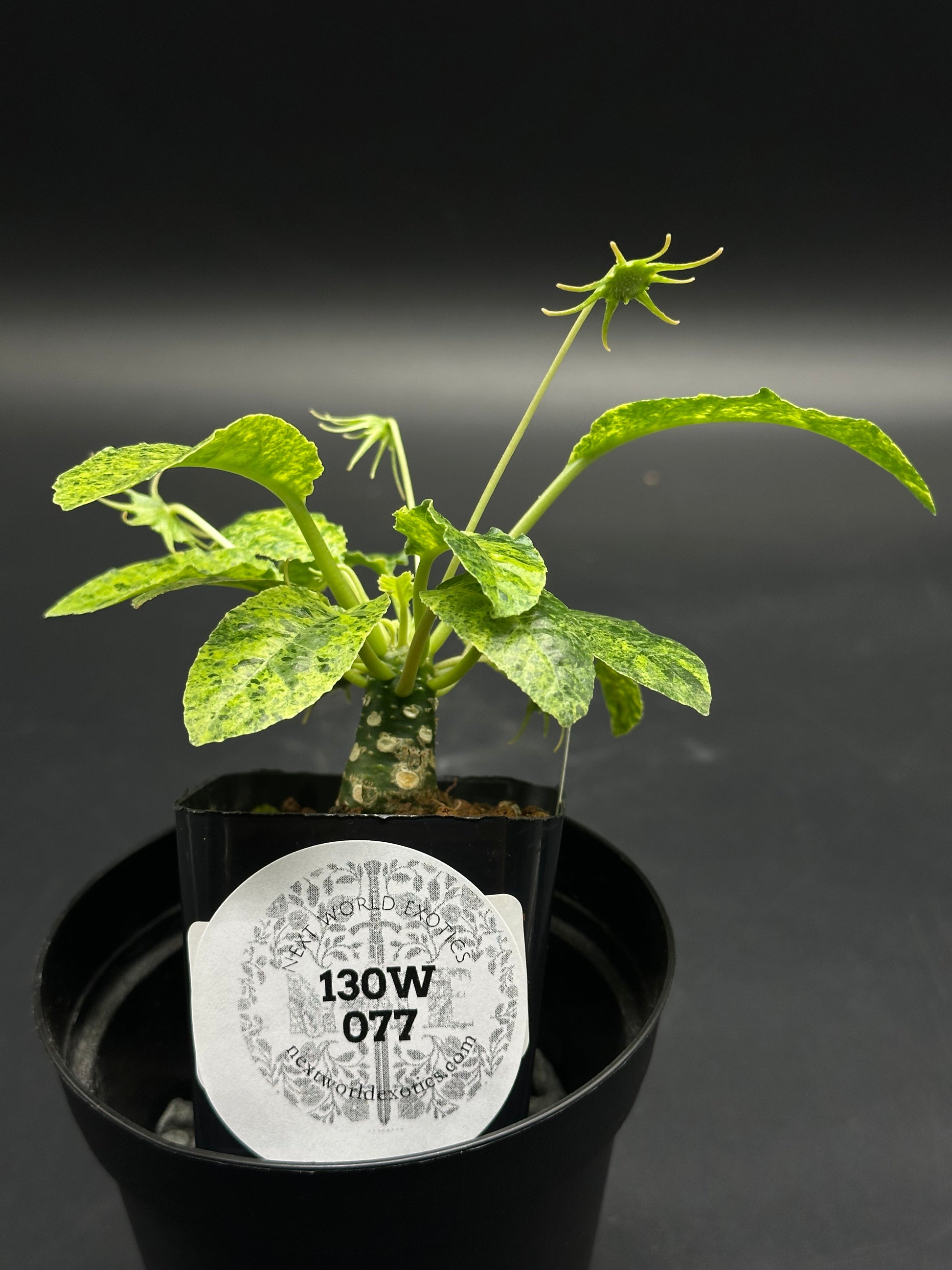 Dorstenia Horwoodii x Foetida Variegated (130W077) in a black pot, displaying a thick caudex, variegated leaves, and a starburst seed pod.