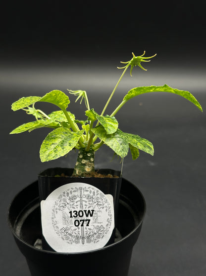 Dorstenia Horwoodii x Foetida Variegated (130W077) in a black pot, displaying a thick caudex, variegated leaves, and a starburst seed pod.