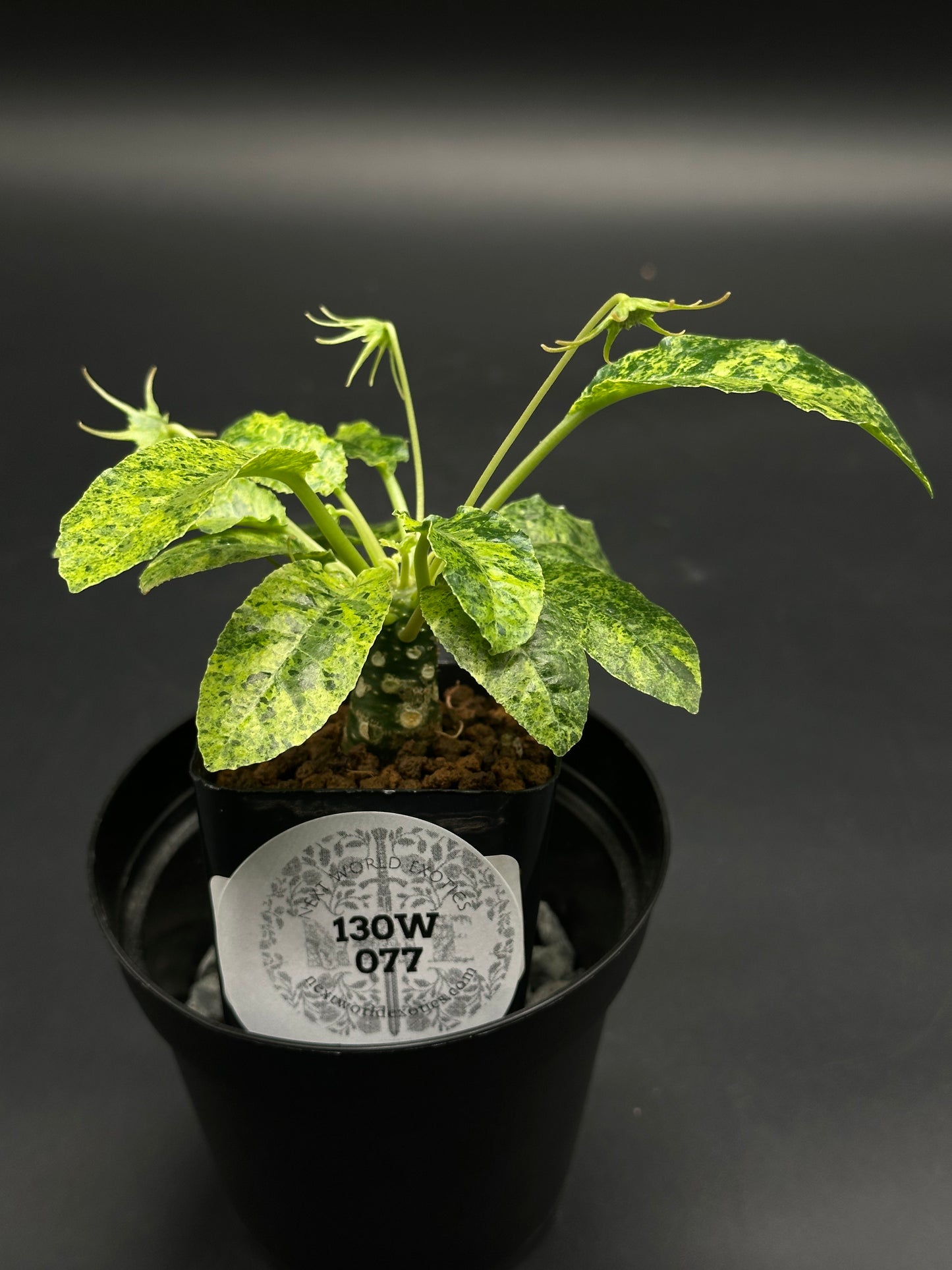 Dorstenia Horwoodii x Foetida Variegated (130W077) in a black nursery pot with a thick caudex and green-yellow mottled leaves, set in a drip tray.