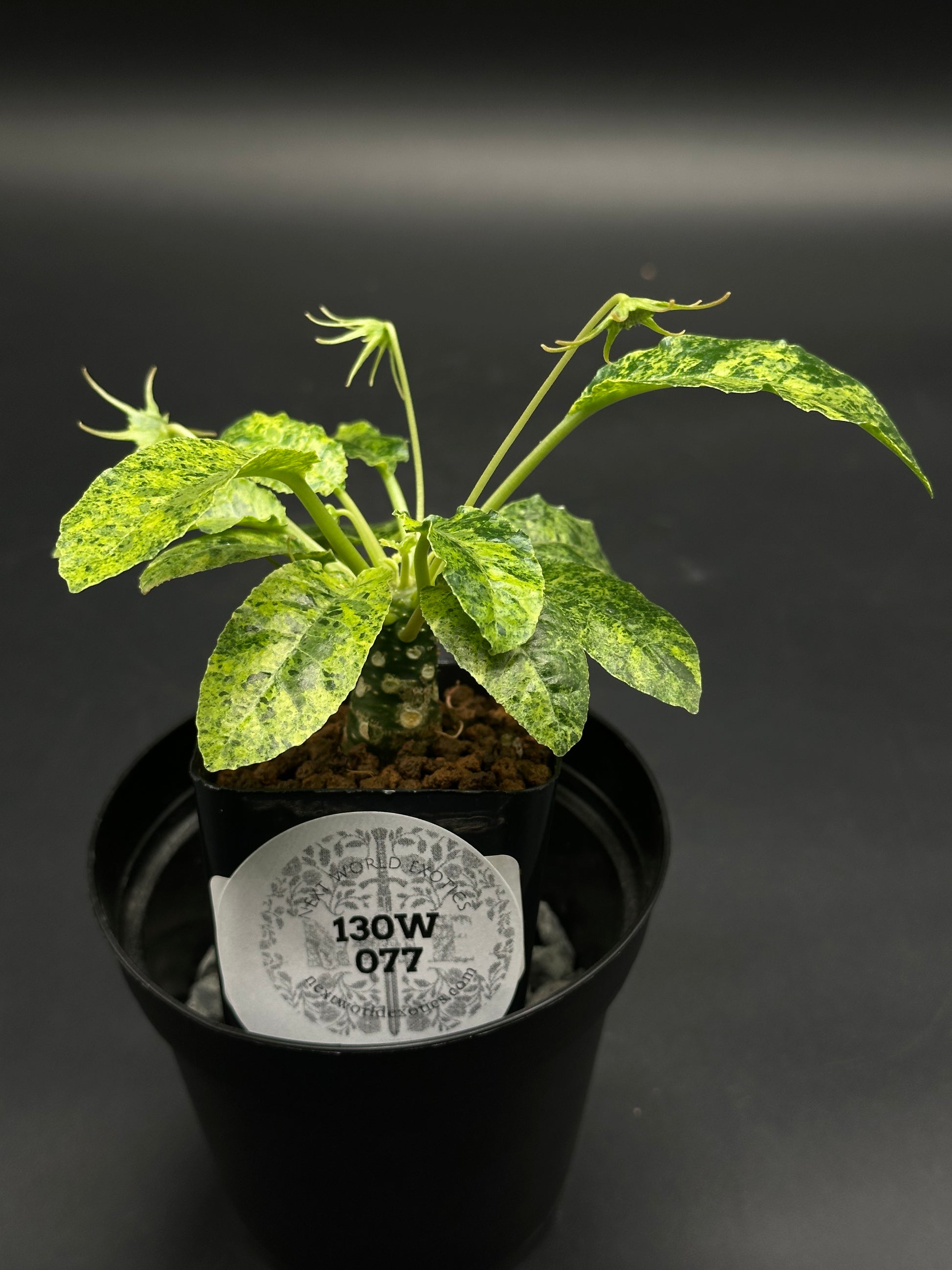 Dorstenia Horwoodii x Foetida Variegated (130W077) in a black nursery pot with a thick caudex and green-yellow mottled leaves, set in a drip tray.
