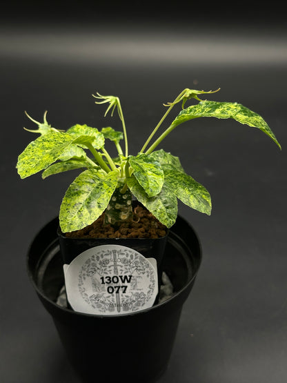 Dorstenia Horwoodii x Foetida Variegated (130W077) in a black nursery pot with a thick caudex and green-yellow mottled leaves, set in a drip tray.