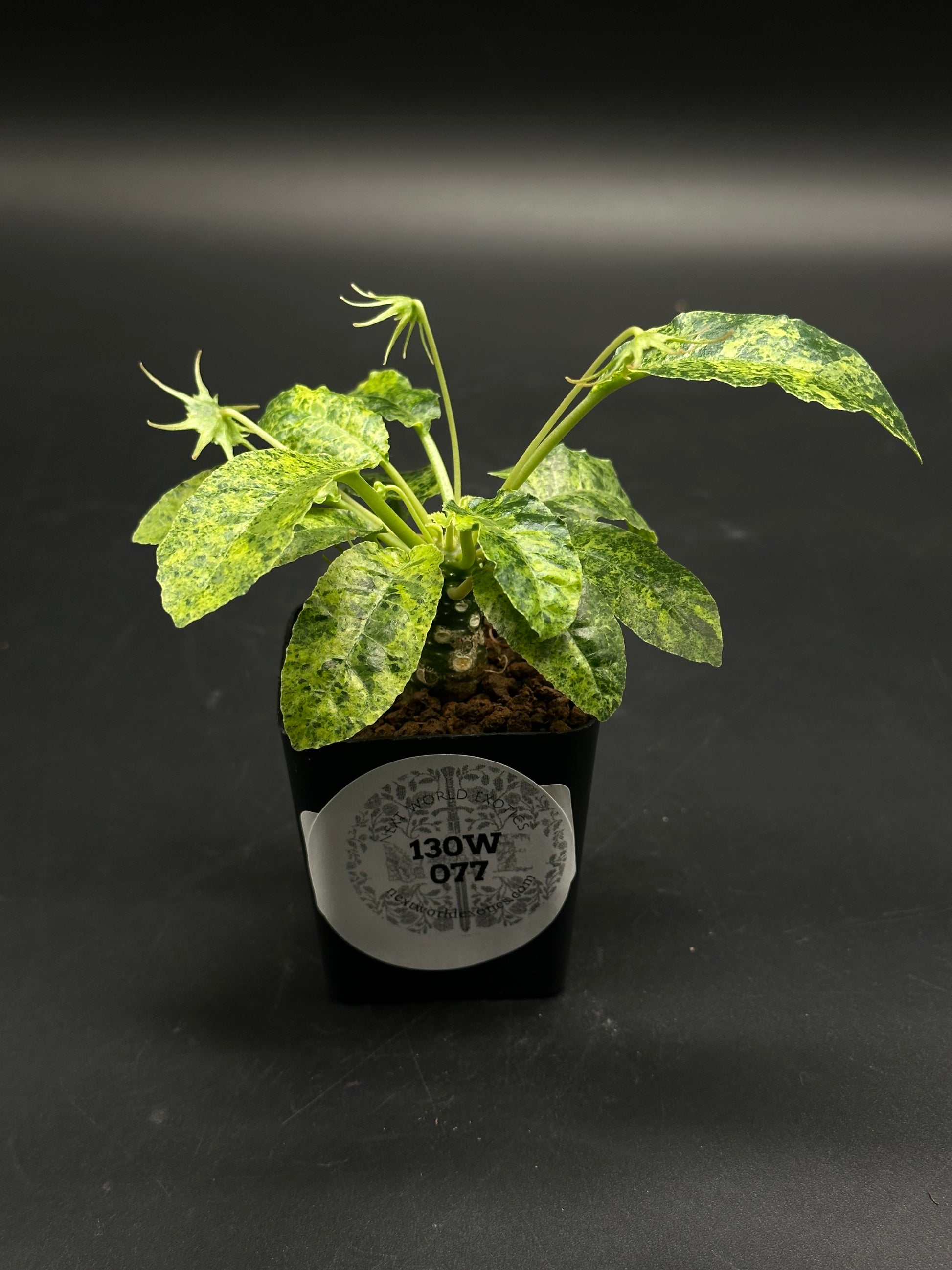 Dorstenia Horwoodii x Foetida Variegated (130W077) in a square black pot, featuring a knobbly caudex, variegated leaves, and slender flower stalks.