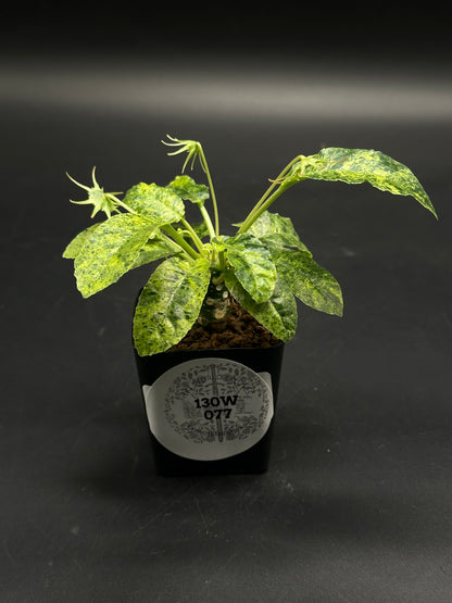 Dorstenia Horwoodii x Foetida Variegated (130W077) in a square black pot, featuring a knobbly caudex, variegated leaves, and slender flower stalks.