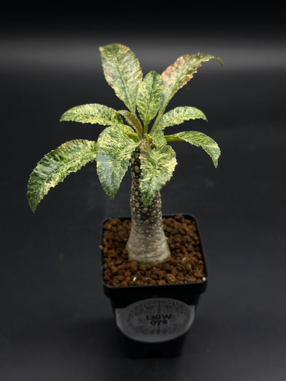 sansevieria horwoodii Dorstenia Horwoodii x Foetida Variegated (130W78) – Next World Exotics