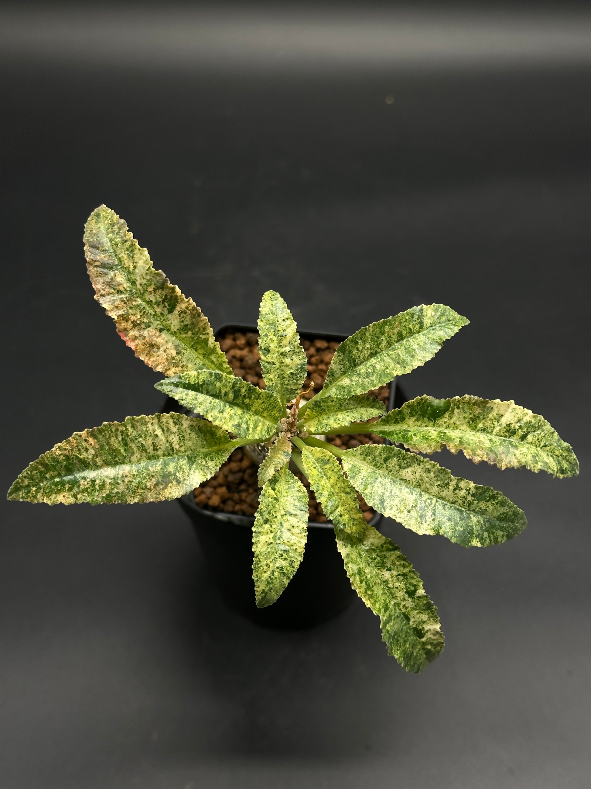 sansevieria horwoodii Dorstenia Horwoodii x Foetida Variegated (130W78)