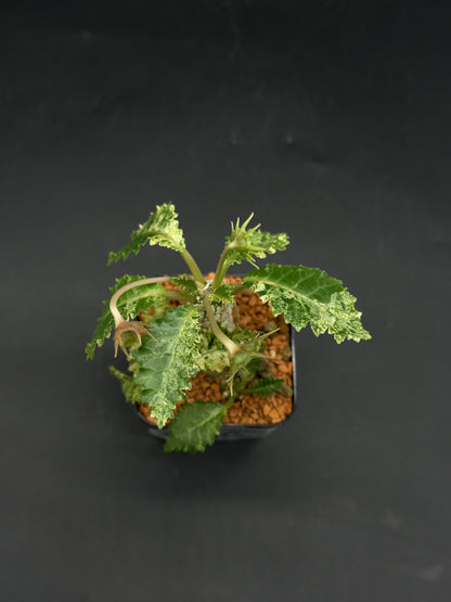 Dorstenia Horwoodii x Foetida Variegated (520W102)