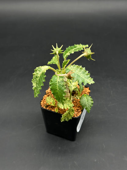 Dorstenia Horwoodii x Foetida Variegated (520W102)